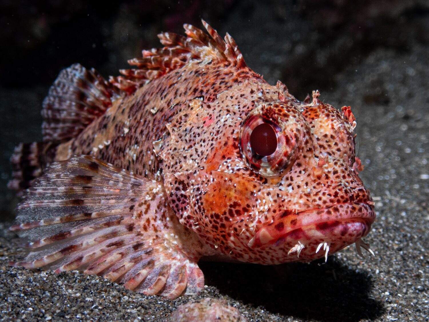 Marine Life | Kefi Divers - Chania, Crete